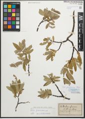 Foto von Salix glaucosericea Flod.
